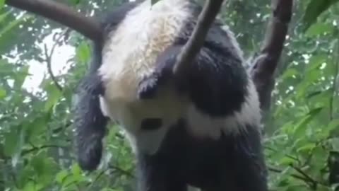 Panda In A Tree Video (Ramen At Our House)