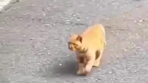 Funny cute cat