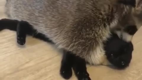 Raccoon loves his cat