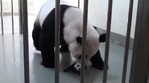 Cubs Reunited With Their Parents After Years!