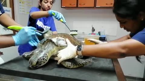 Green turtle ‘Duke’ found stranded on Bluff Beach on the road to recovery