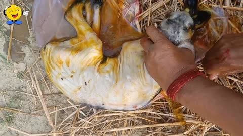 Really, amazing 🤩 How a big goat gave birth of three baby goats, kids 🐐🐐🐐