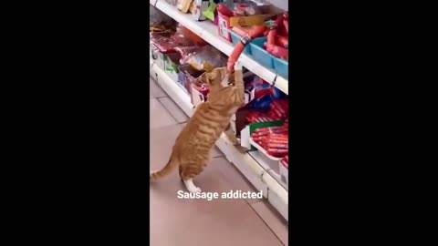 Funny Cats Compilation #1