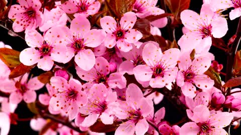 Cherry tree flowers blooming