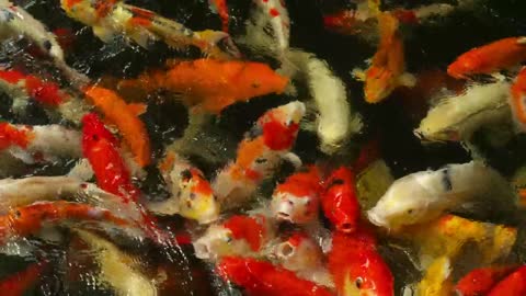Crowd of Koi fish in the pond