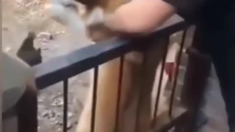 Funny dog video😀
