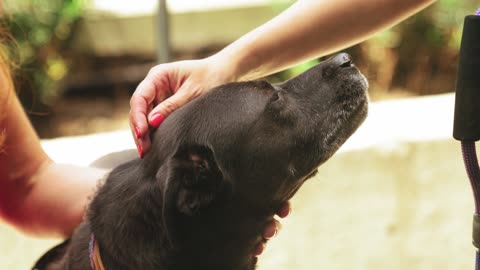 The Labrador Retriever