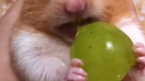 Cutehamstereatinggrape#cutehamster#hamster#hamstershorts#shorts#pets#funnypets#hamsters