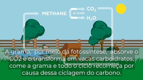 Entenda porque o gado não é culpado pelo efeito estufa .