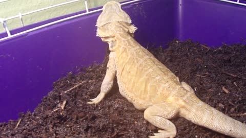 HET ZERO bearded dragons Lay box 4 gravid bearded dragons HypoTrans leatherback weeks soon Subscribe