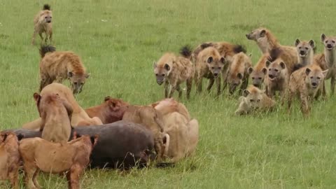 Lions Attacking Other Lions: Territorial Battles in the Wild