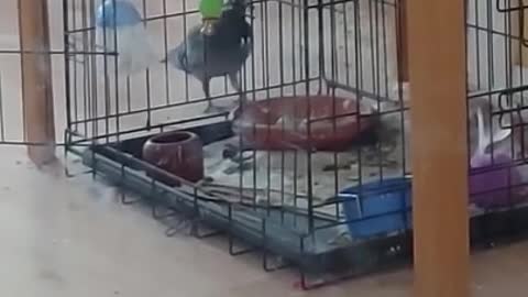 Nesting Pigeon Gathers Twigs From One Side Of Cage And Enters From Other Side To Keep It