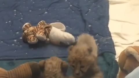 Baby Cheetah are Everything