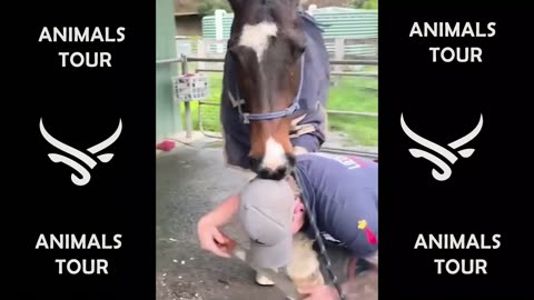 Animal funs very very funny videos scene