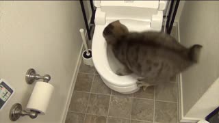 Funny Cat Video