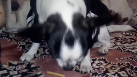doggie takes cookies straight from the mouth of his little master