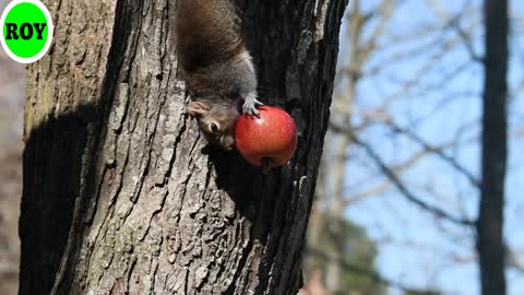 Watch the video of the most beautiful fruit apple in the world.