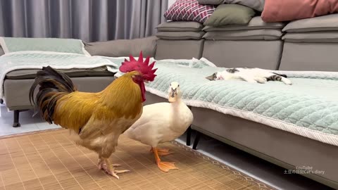 Cock Teases Mom Duck💢! The kitten sincerely invites them to sleep together! Cute and funny animals
