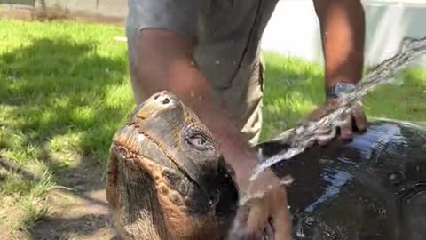 Yep 240 years old Galapagos tortoise 🐢and Adolf is just a youngster at 106 years old