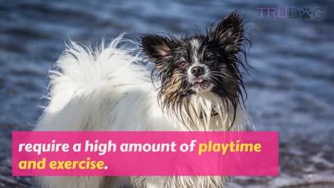 The Ultimate Guide to the Papillon Dog