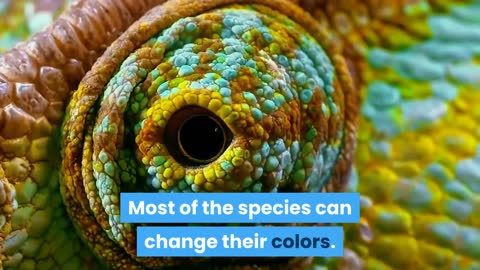 Facts about chameleons