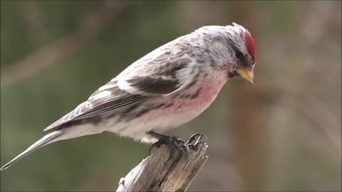 Cute Birds Video Compilation (2021) | Bird Lovers Part 1