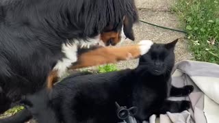 Puppy Tries to Pet Cat