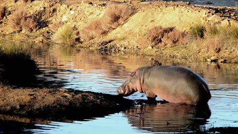 Mesmerizing Encounter: Enchanting Hippo in the Hidden Lake 🦛