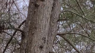 Squirrel Family Frolics on Tree