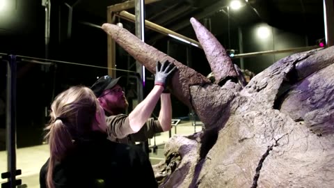 'Biggest' dinosaur skull goes on display in Denmark