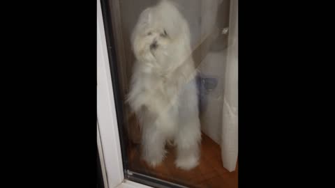 Maltese puppy doesn't want owners to leave