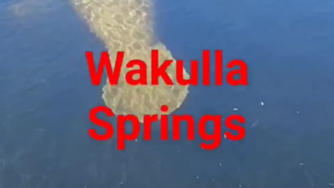 Wakulla Manatee