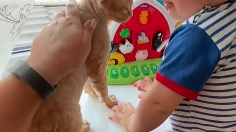 Baby plays With Cat