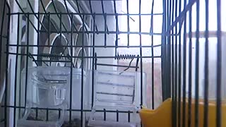 goldfinch singing and playin on secret camera