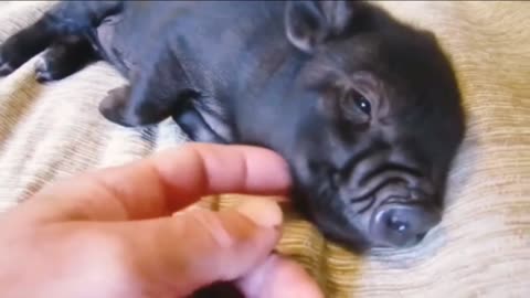 The cute black Piglet tries to sleep on the bed