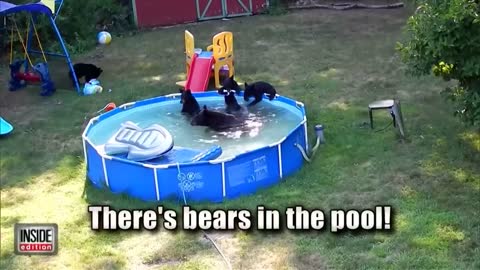 Momma Bear and Cubs Caught Having a Pool Party in Backyard