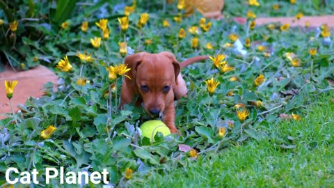 Very cute dog video collection amazing and adorable cutest baby dogs ever