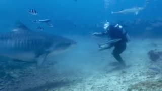 Tiger shark turns on diver