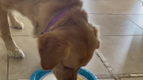 Dog eats spaghetti