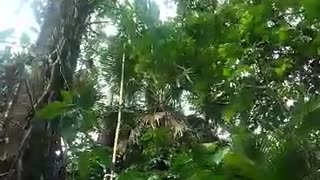 Taking down coconut from a tree