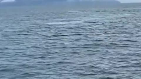 THEY WERE FILMING WHALES AND IT SUDDENLY HAPPENS