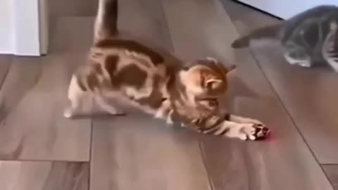 Funny Cats | Cute kittens💖