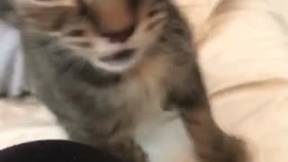 Tiny Kitten Sneezes