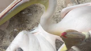 Pelican Bites at Glass in Edinburgh Zoo