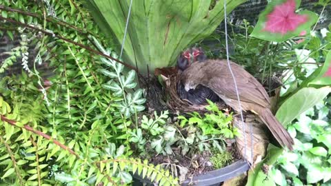 Chipmunk Comes Say Hi to Bird Babies! 8 – Bulbul Bird Caring and Feeding Chicks in the Nest