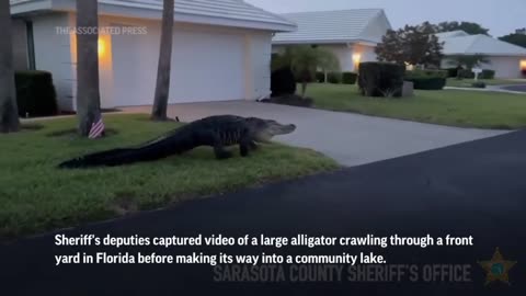 Large alligator saunters through Florida neighborhood