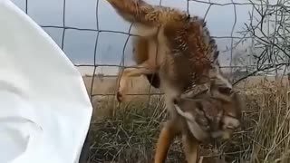 man saving an animal❤️