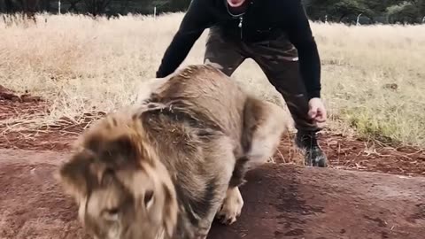 Scaring a lion