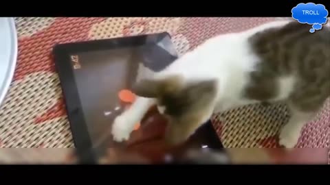 cat funny videos || best videos || 2023🤣🤣🤣
