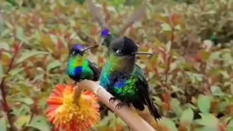 Beautiful birds 9